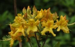 Jane's Gold Aromi Azalea (Rhododendron Hybrid) - 3 Gallon Pot 13 Jane's Gold Aromi Azalea (Rhododendron Hybrid) - 3 Gallon Pot -Garden Plant Seeds Native Azalea Janes Gold 1