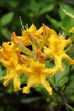 Jane's Gold Aromi Azalea (Rhododendron Hybrid) - 3 Gallon Pot 11 Jane's Gold Aromi Azalea (Rhododendron Hybrid) - 3 Gallon Pot -Garden Plant Seeds Native Azalea Janes Gold 4
