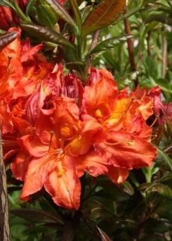 Mary Poppins Azalea (Rhododendron) - 5 Gallon Pot 10 Mary Poppins Azalea (Rhododendron) - 5 Gallon Pot -Garden Plant Seeds Native Azalea Mary Poppins 5