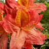 Mary Poppins Azalea (Rhododendron) - 5 Gallon Pot -Garden Plant Seeds Native Azalea Mary Poppins 5202