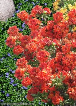 Mary Poppins Azalea (Rhododendron) - 5 Gallon Pot 11 Mary Poppins Azalea (Rhododendron) - 5 Gallon Pot -Garden Plant Seeds Native Azalea Mary Poppins 6