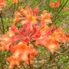 Mauvilla Gold Aromi Azalea (Rhododendron Hybrid) - 3 Gallon Pot -Garden Plant Seeds Native Azalea Mauvila Gold 10