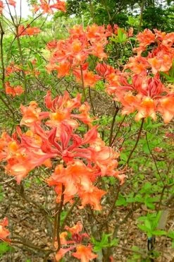 Mauvilla Gold Aromi Azalea (Rhododendron Hybrid) - 3 Gallon Pot -Garden Plant Seeds Native Azalea Mauvila Gold 2