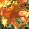 Orange Marmalade Native Azalea - 3 Gallon Pot 1 Orange Marmalade Native Azalea - 3 Gallon Pot -Garden Plant Seeds Native Azalea Orange Marrmalade 1