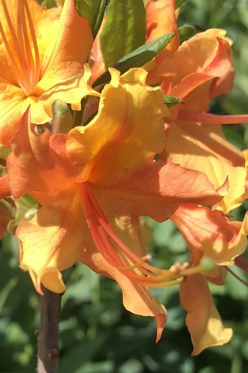 Orange Marmalade Native Azalea - 3 Gallon Pot 3 Orange Marmalade Native Azalea - 3 Gallon Pot