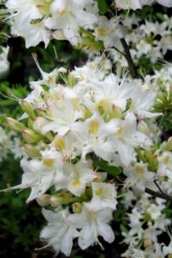 Pete McNees White Native Azalea - Rhododendron Albamanense - 3 Gallon Pot -Garden Plant Seeds Native Azalea Pete McNees 1