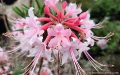 Varnadoes Phlox Pink Native Azalea - Rhododendron Canescens - 1 Gallon Pot 23 Varnadoes Phlox Pink Native Azalea - Rhododendron Canescens - 1 Gallon Pot -Garden Plant Seeds Native Azalea Phlox Pink 30