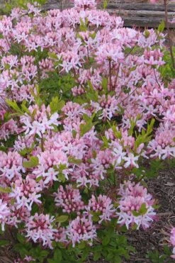 Pinxterbloom Azalea (Rhododendron Periclymenoides) - 3 Gallon Pot -Garden Plant Seeds Native Azalea Pinxterbloom 1