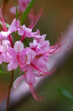 Pinxterbloom Azalea (Rhododendron Periclymenoides) - 3 Gallon Pot -Garden Plant Seeds Native Azalea Pinxterbloom 10