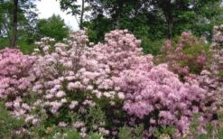 Pinxterbloom Azalea (Rhododendron Periclymenoides) - 3 Gallon Pot -Garden Plant Seeds Native Azalea Pinxterbloom 11