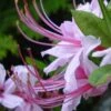 Pinxterbloom Azalea (Rhododendron Periclymenoides) - 3 Gallon Pot -Garden Plant Seeds Native Azalea Pinxterbloom 4