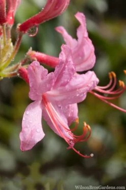 Pinxterbloom Azalea (Rhododendron Periclymenoides) - 3 Gallon Pot -Garden Plant Seeds Native Azalea Pinxterbloom 8