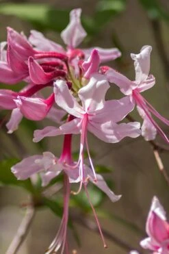 Pinxterbloom Azalea (Rhododendron Periclymenoides) - 3 Gallon Pot -Garden Plant Seeds Native Azalea Pinxterbloom 9