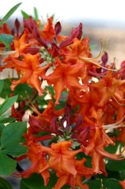 Red Pepper Aromi Azalea (Rhododendron Hybrid) - 3 Gallon Pot 11 Red Pepper Aromi Azalea (Rhododendron Hybrid) - 3 Gallon Pot -Garden Plant Seeds Native Azalea Red Pepper 1