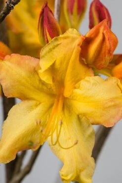 Solar Flare Sunbow Azalea - 3 Gallon Pot 11 Solar Flare Sunbow Azalea - 3 Gallon Pot -Garden Plant Seeds Native Azalea Solar Flare Sunbow BS