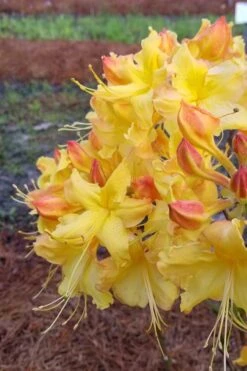 Solar Flare Sunbow Azalea - 3 Gallon Pot 12 Solar Flare Sunbow Azalea - 3 Gallon Pot -Garden Plant Seeds Native Azalea Solor Flare Sunbow 2