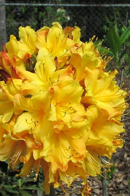 Spring Fanfare Aromi Azalea (Rhododendron Hybrid) - 3 Gallon Pot 3 Spring Fanfare Aromi Azalea (Rhododendron Hybrid) - 3 Gallon Pot