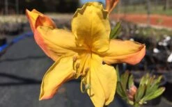 Spring Fanfare Aromi Azalea (Rhododendron Hybrid) - 3 Gallon Pot 9 Spring Fanfare Aromi Azalea (Rhododendron Hybrid) - 3 Gallon Pot -Garden Plant Seeds Native Azalea Spring Fanfare 3