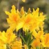Sunny Side Up Aromi Azalea (Rhododendron Hybrid) - 1 Gallon Pot -Garden Plant Seeds Native Azalea Sunny Side Up 4