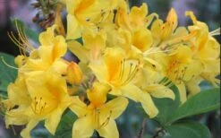 Sunny Side Up Aromi Azalea (Rhododendron Hybrid) - 1 Gallon Pot -Garden Plant Seeds Native Azalea Sunny Side Up 5