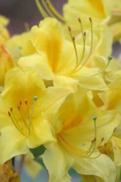 Sunny Side Up Aromi Azalea (Rhododendron Hybrid) - 1 Gallon Pot -Garden Plant Seeds Native Azalea Sunny Side Up 6