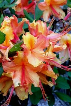 Tallulah Sunrise Native Azalea (Rhododendron) - 1 Gallon Pot -Garden Plant Seeds Native Azalea Tallulah Sunrise 21