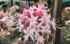 Varnadoes Phlox Pink Native Azalea - Rhododendron Canescens - 1 Gallon Pot 19 Varnadoes Phlox Pink Native Azalea - Rhododendron Canescens - 1 Gallon Pot -Garden Plant Seeds Native Azalea Varnadoes Pink Phlox 50