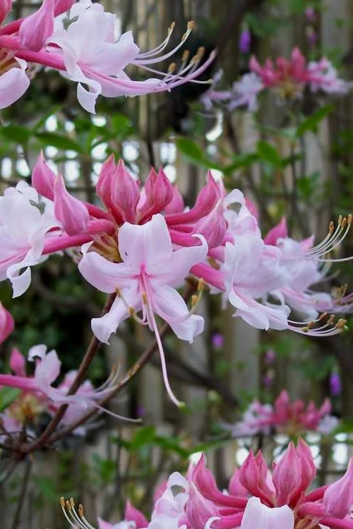 Varnadoes Phlox Pink Native Azalea - Rhododendron Canescens - 1 Gallon Pot 3 Varnadoes Phlox Pink Native Azalea - Rhododendron Canescens - 1 Gallon Pot
