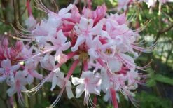 Varnadoes Phlox Pink Native Azalea - Rhododendron Canescens - 1 Gallon Pot 21 Varnadoes Phlox Pink Native Azalea - Rhododendron Canescens - 1 Gallon Pot -Garden Plant Seeds Native Azalea Varnadoes Pink Phlox 52