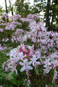 Varnadoes Phlox Pink Native Azalea - Rhododendron Canescens - 1 Gallon Pot 20 Varnadoes Phlox Pink Native Azalea - Rhododendron Canescens - 1 Gallon Pot -Garden Plant Seeds Native Azalea Varnadoes Pink Phlox 54