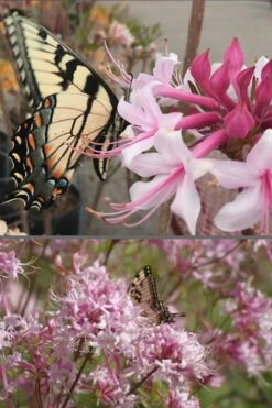 Varnadoes Phlox Pink Native Azalea - Rhododendron Canescens - 1 Gallon Pot 16 Varnadoes Phlox Pink Native Azalea - Rhododendron Canescens - 1 Gallon Pot -Garden Plant Seeds Native Azalea Varnadoes Pink Phlox 55