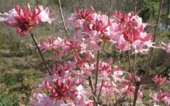Varnadoes Phlox Pink Native Azalea - Rhododendron Canescens - 1 Gallon Pot 18 Varnadoes Phlox Pink Native Azalea - Rhododendron Canescens - 1 Gallon Pot -Garden Plant Seeds Native Azalea Varnadoes pink Blooms 3
