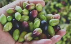 Arbequina Olive Tree - 7 Gallon Pot (3-4') -Garden Plant Seeds Olive Tree Arbequina Fruits 1 2