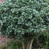 Wheeler's Cold Hardy Fragrant Tea Olive (Osmanthus) - 3 Gallon Pot -Garden Plant Seeds Osmanthus Carl Wheeler 10