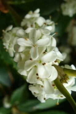 Wheeler's Cold Hardy Fragrant Tea Olive (Osmanthus) - 3 Gallon Pot -Garden Plant Seeds Osmanthus Carl Wheeler 9