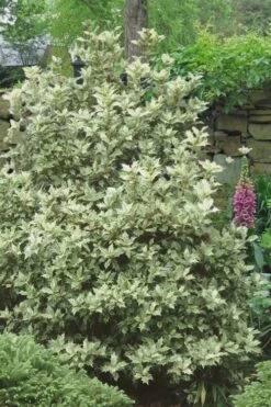 Goshiki Osmanthus (Variegated False Holly) - 5 Gallon Pot 11 Goshiki Osmanthus (Variegated False Holly) - 5 Gallon Pot -Garden Plant Seeds Osmanthus Goshiki 20 1