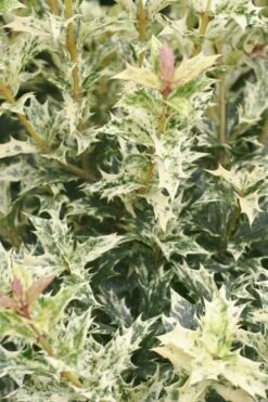 Goshiki Osmanthus (Variegated False Holly) - 7 Gallon Pot -Garden Plant Seeds Osmanthus Goshiki 21