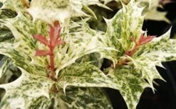 Goshiki Osmanthus (Variegated False Holly) - 2 Gallon Pot -Garden Plant Seeds Osmanthus Goshiki Foliage Closeup 2 3