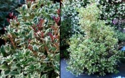 Fragrant Variegated Tea Olive - Osmanthus Heterophyllus 'Variegatus' - 3 Gallon Pot 11 Fragrant Variegated Tea Olive - Osmanthus Heterophyllus 'Variegatus' - 3 Gallon Pot -Garden Plant Seeds Osmanthus Variegated False Holly 2