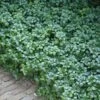 Green Carpet Pachysandra - Japanese Spurge - 18 Count Flat Of Pint Pots -Garden Plant Seeds Pachysandra Green Carpet 500x750 1