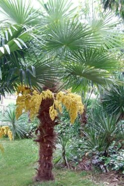 Windmill Cold Hardy Palm Tree - 1 Gallon Pot -Garden Plant Seeds Palm Windmill 500x750 2