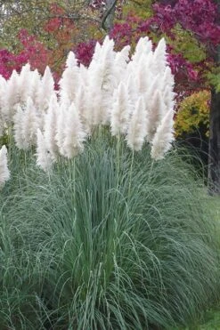 White Pampas Grass - 3 Gallon Pot -Garden Plant Seeds Pampas Grass White 11