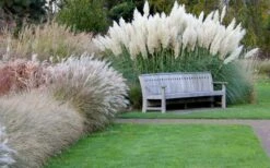 White Pampas Grass - 3 Gallon Pot -Garden Plant Seeds Pampas Grass White 6