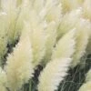 White Pampas Grass - 1 Gallon Pot -Garden Plant Seeds Pampas Grass White Rev 500x750 1