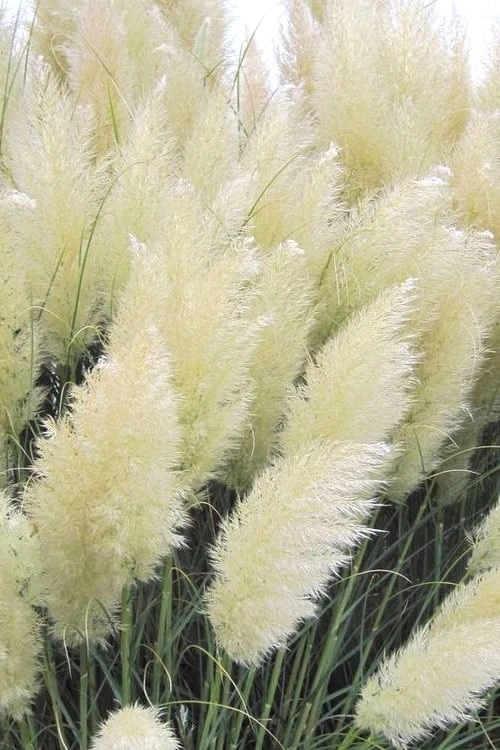 White Pampas Grass - 1 Gallon Pot 3 White Pampas Grass - 1 Gallon Pot