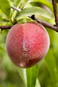 Bonanza Dwarf Patio Peach Tree - 3 Gallon Pot -Garden Plant Seeds Peach Bonanza 1