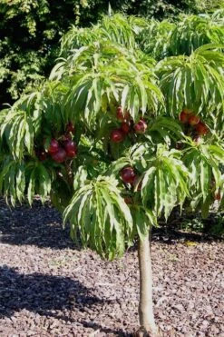 Bonanza Dwarf Patio Peach Tree - 3 Gallon Pot -Garden Plant Seeds Peach Bonanza 2