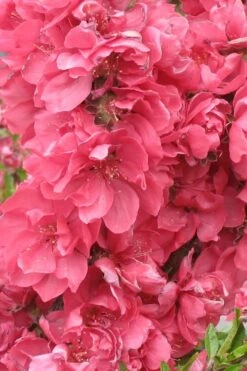 Bonanza Dwarf Patio Peach Tree - 3 Gallon Pot -Garden Plant Seeds Peach Bonanza 3