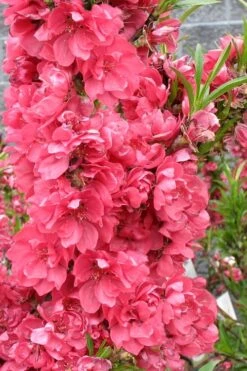 Bonanza Dwarf Patio Peach Tree - 3 Gallon Pot -Garden Plant Seeds Peach Bonanza 4