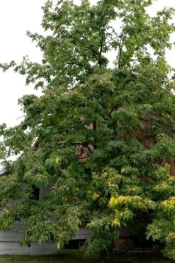 American Persimmon Tree - Diospyros Virginiana - 2 Gallon Pot -Garden Plant Seeds Persimmon American 2